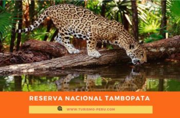 reserva nacional tambopata