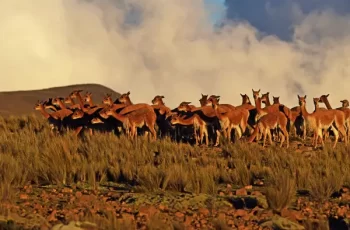 reserva nacional pampas galeras